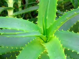 herbal remedies for ulcers